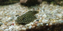 Sewellia lineolata